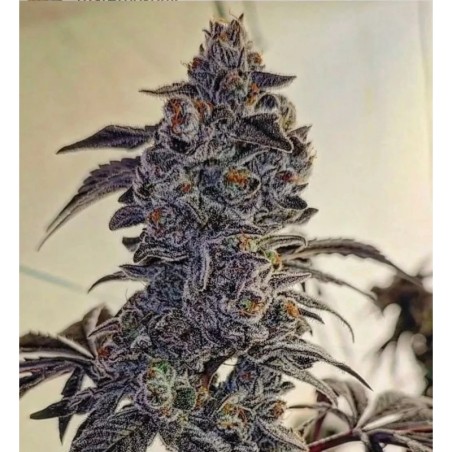 Fuego'z R1 Femminizzata - Ethos Genetics