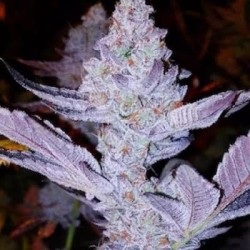 GMO Zkittlez F1 Regolare - Ethos Genetics