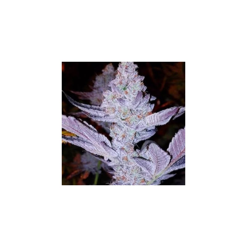 GMO Zkittlez F1 Regolare - Ethos Genetics