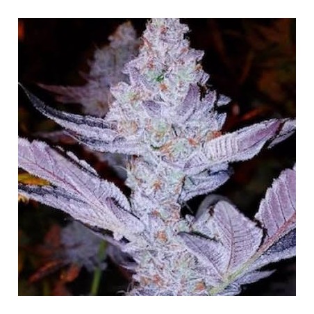 GMO Zkittlez F1 Regolare - Ethos Genetics