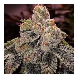 OGDLUX BX3 Regolare - Ethos Genetics