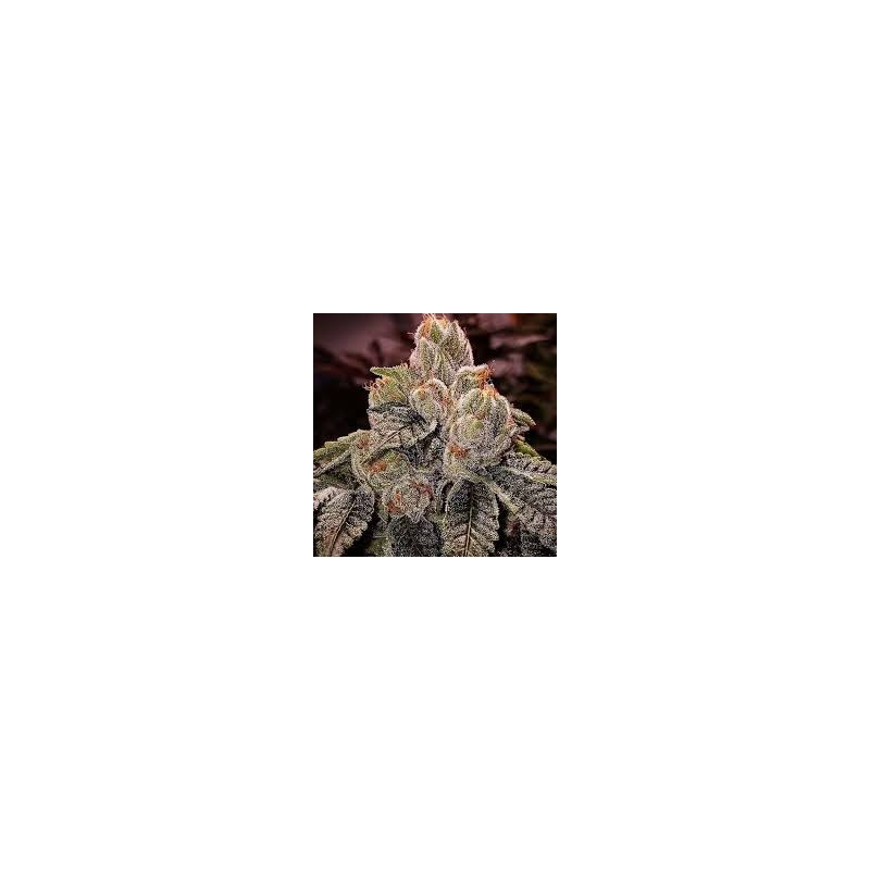 OGDLUX BX3 Regolare - Ethos Genetics