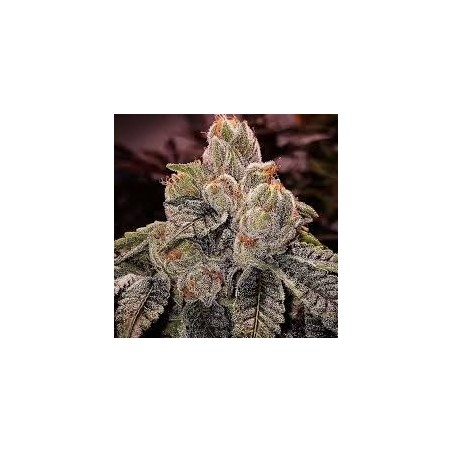 OGDLUX BX3 Regolare - Ethos Genetics