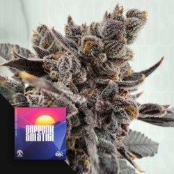 Sapphire Solstice Femminizzata - Doja