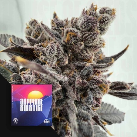 Sapphire Solstice Femminizzata - Doja