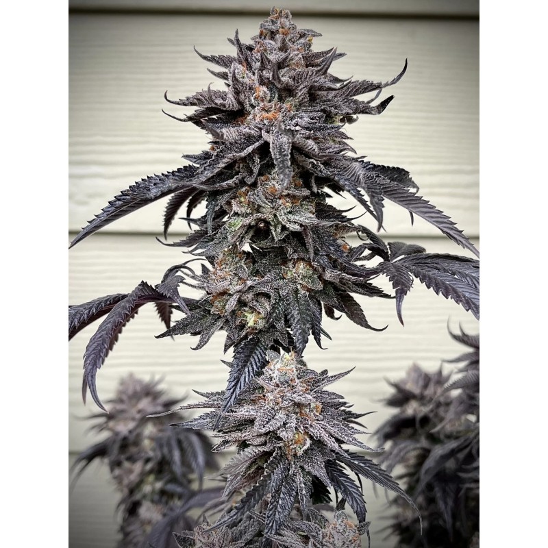 Zodaza Femminizzata - Umami Seed Co.