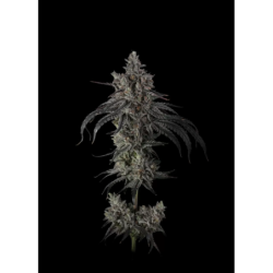 Zoda BX1 Femminizzata - Umami Seed Co.