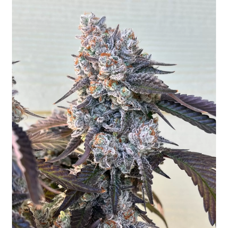 Frostade Femminizzata - Umami Seed Co.