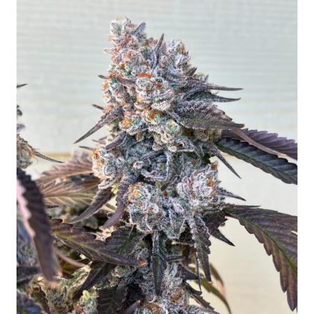 Frostade Femminizzata - Umami Seed Co.