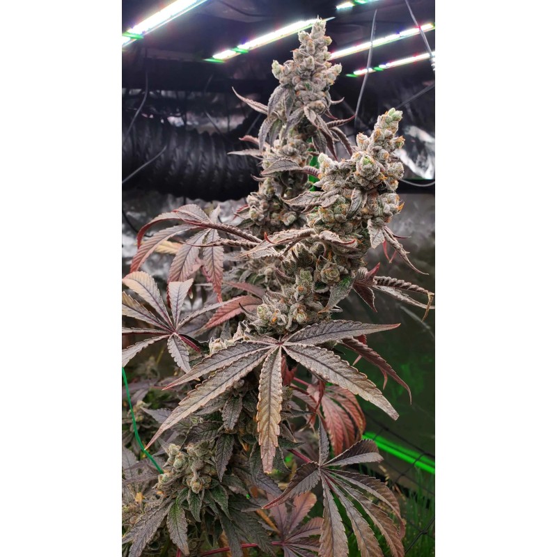Strawzilla Femminizzata - Umami Seed Co.