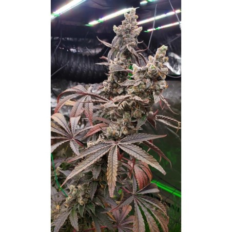 Strawzilla Femminizzata - Umami Seed Co.