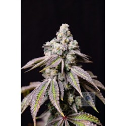 Blueberry Fudge Femminizzata - Lovin In Her Eyes
