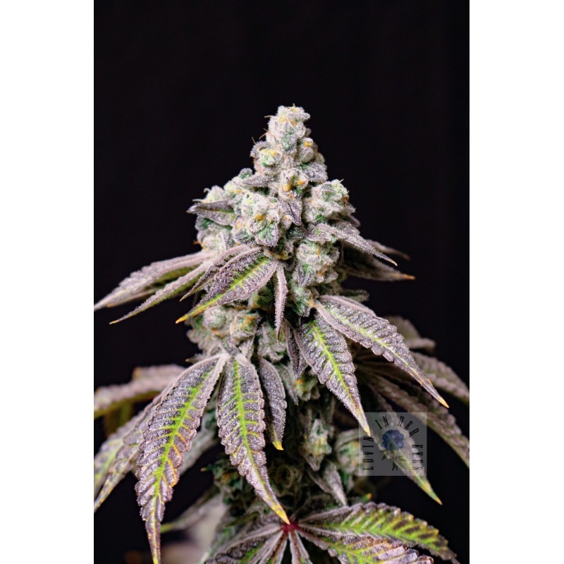 Blueberry Fudge Femminizzata - Lovin In Her Eyes