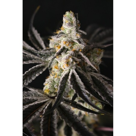 Funky Fuego Femminizzata - Lovin In Her Eyes