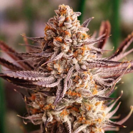 Grape Amethyst Femminizzata - Lovin In Her Eyes