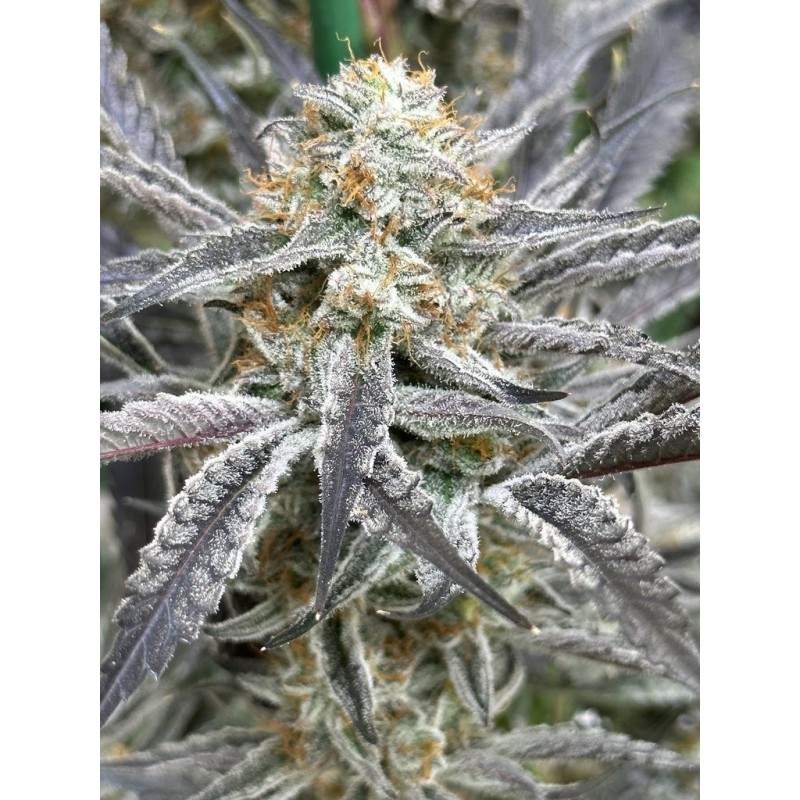 Strawberry Cadillac Femminizzata - Lovin In Her Eyes