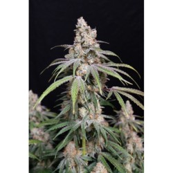 Funkberry Kush 2.0 Femminizzata - Lovin In Her Eyes
