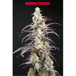 Berry Taboo Femminizzata - Lovin In Her Eyes