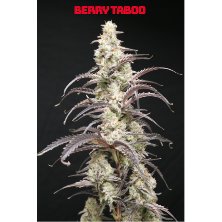 Berry Taboo Femminizzata - Lovin In Her Eyes