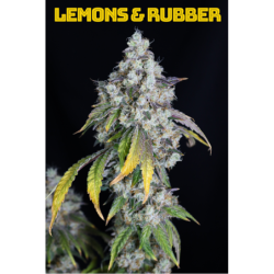 Lemons & Rubber Femminizzata - Lovin In Her Eyes