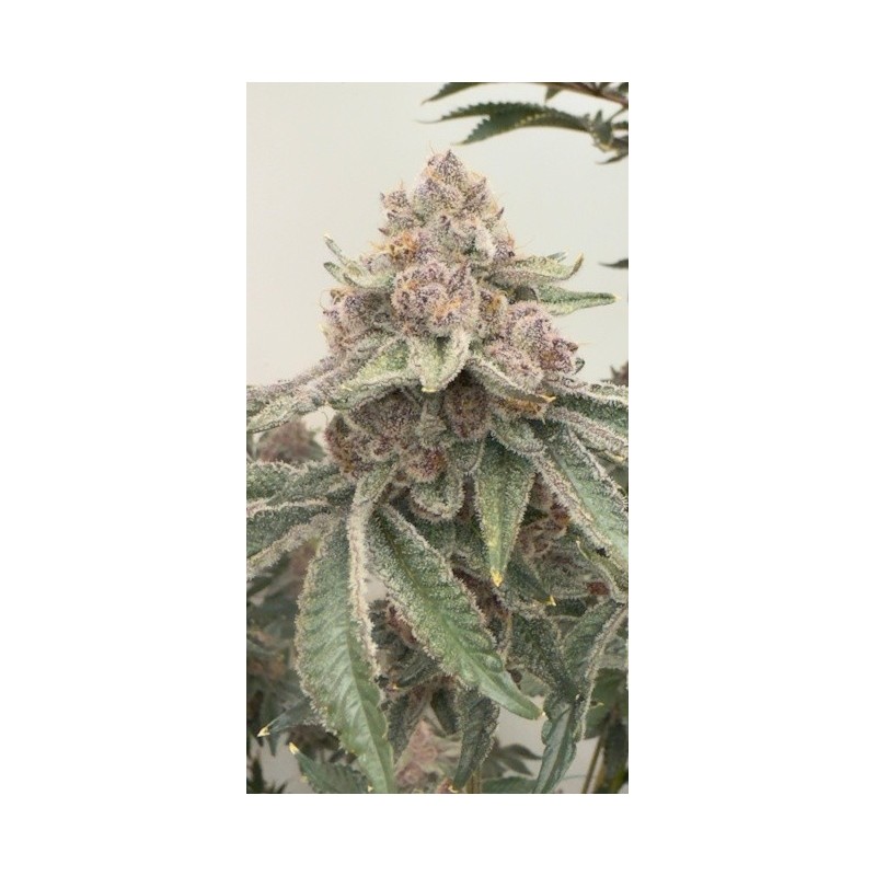 Jellycat Femminizzata - Mosca Seeds