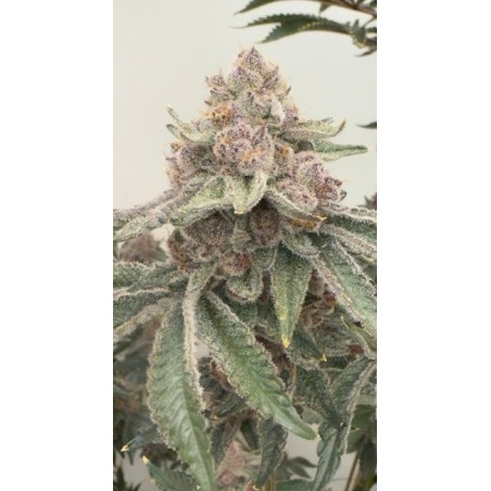 Jellycat Femminizzata - Mosca Seeds