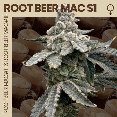 Root Beer Mac S1 Femminizzata - Mosca Seeds