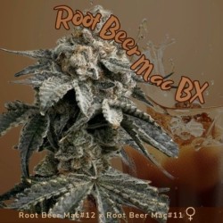 Root Beer Mac BX Femminizzata - Mosca Seeds