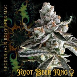 Root Beer King Femminizzata - Mosca Seeds