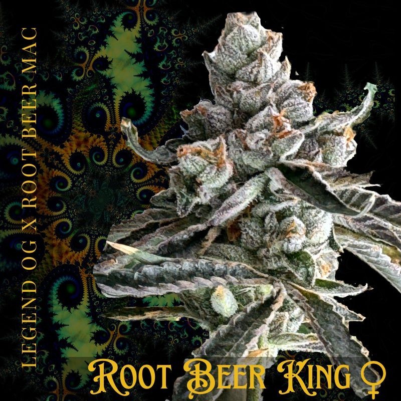 Root Beer King Femminizzata - Mosca Seeds