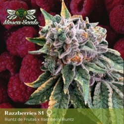 Mosca's Razzberries S1 Femminizzata - Mosca Seeds