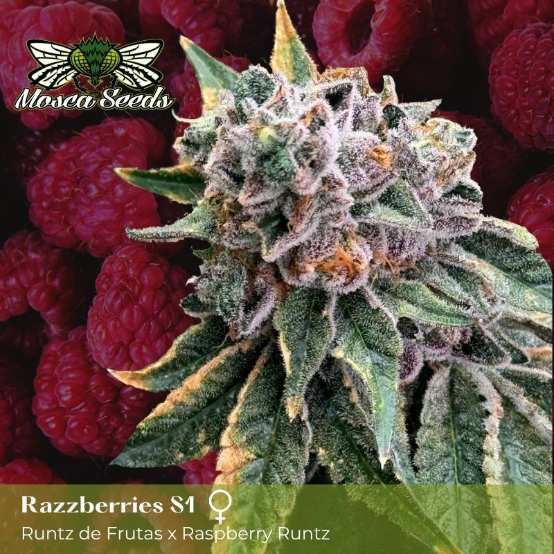 Mosca's Razzberries S1 Femminizzata - Mosca Seeds