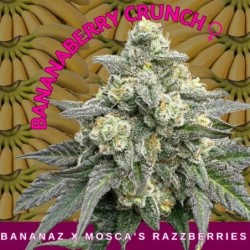 BananaBerry Crunch Femminizzata - Mosca Seeds