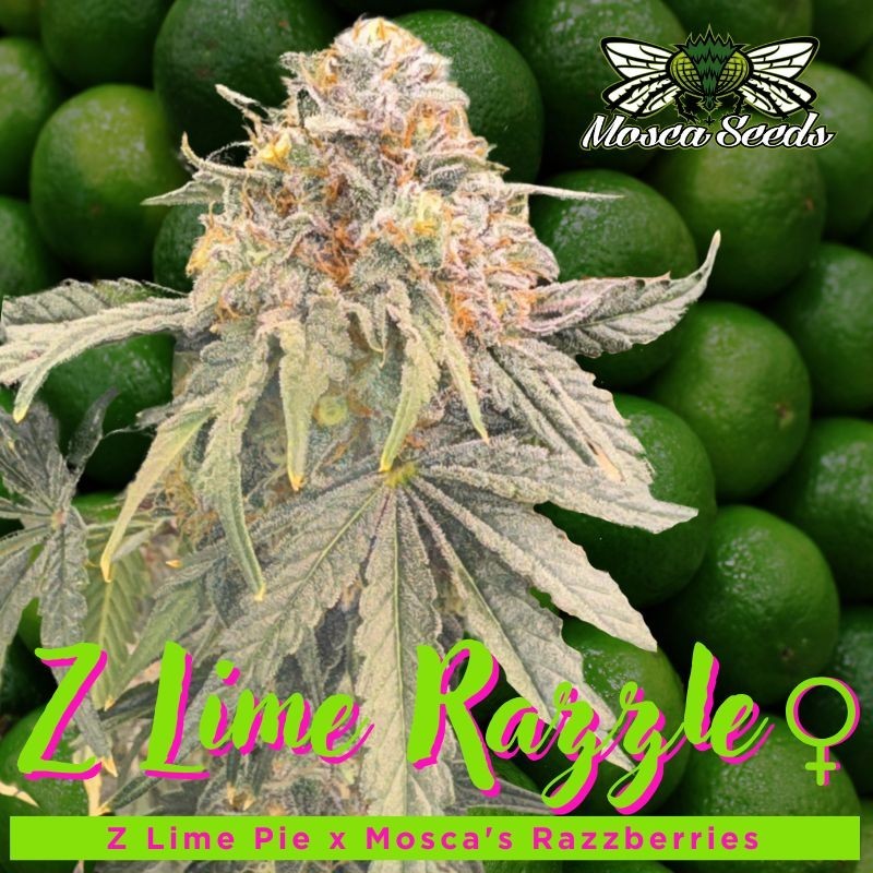 Z Lime Razzle Femminizzata - Mosca Seeds