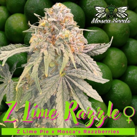 Z Lime Razzle Femminizzata - Mosca Seeds