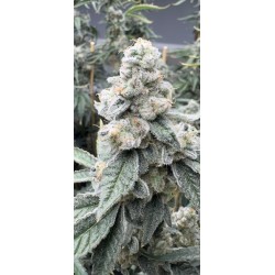 Sello Femminizzata - Mosca Seeds