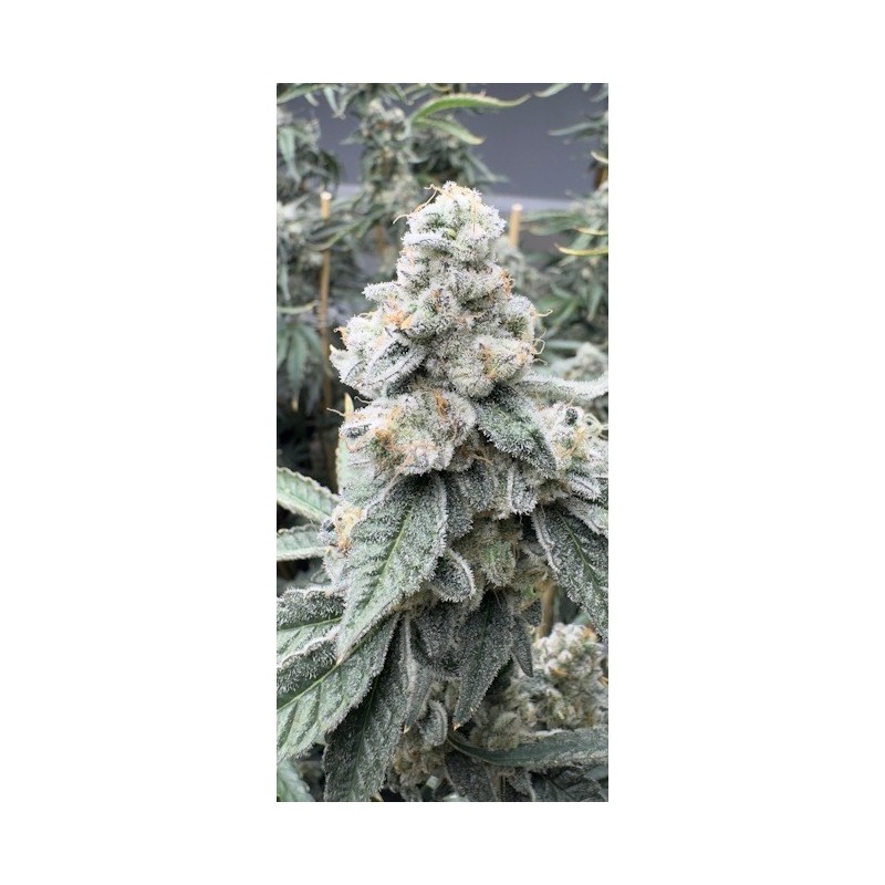 Sello Femminizzata - Mosca Seeds