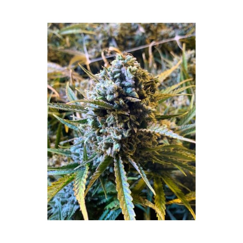 Frosted Watermelon Autofiorente Femminizzata - Mosca Seeds