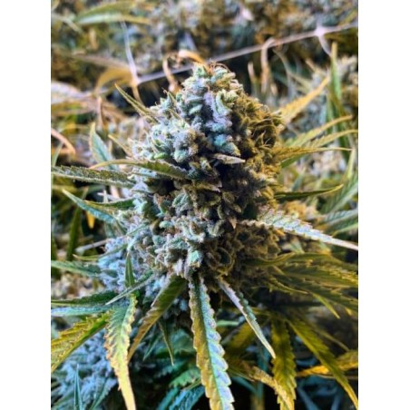 Frosted Watermelon Autofiorente Femminizzata - Mosca Seeds
