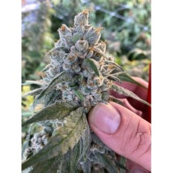 Frosted Guava Autofiorente Femminizzata - Mosca Seeds