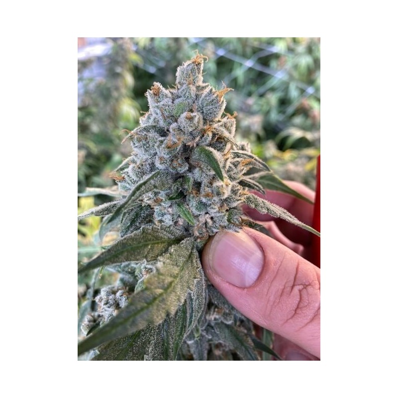 Frosted Guava Autofiorente Femminizzata - Mosca Seeds