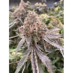 Gummy Bears Autofiorente Femminizzata - Mosca Seeds