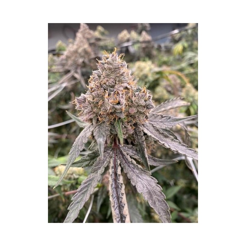 Gummy Bears Autofiorente Femminizzata - Mosca Seeds