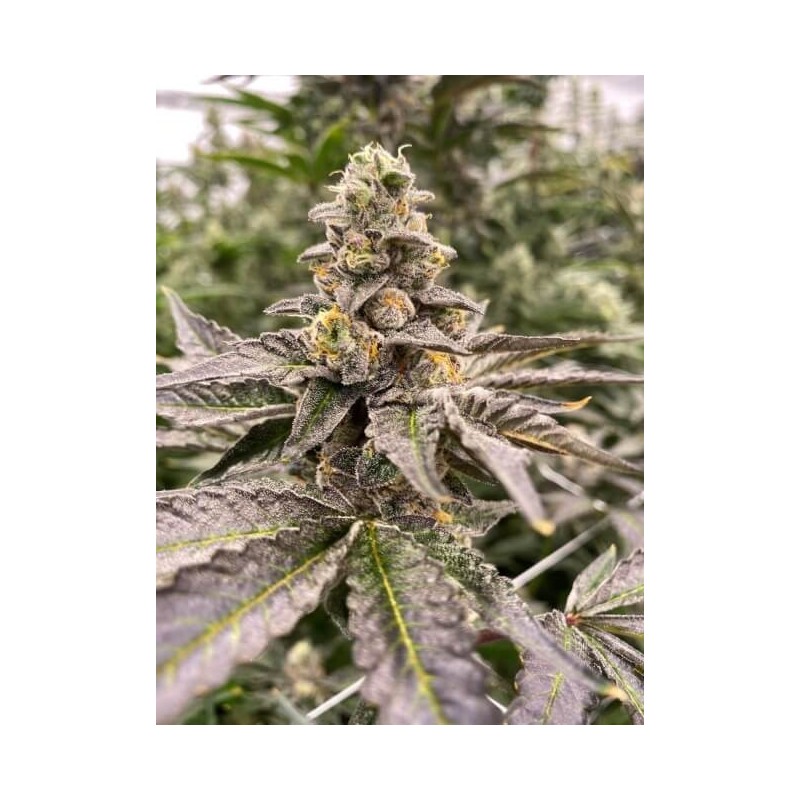Gummy Mintz Autofiorente Femminizzata - Mosca Seeds