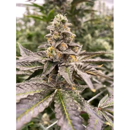 Gummy Mintz Autofiorente Femminizzata - Mosca Seeds