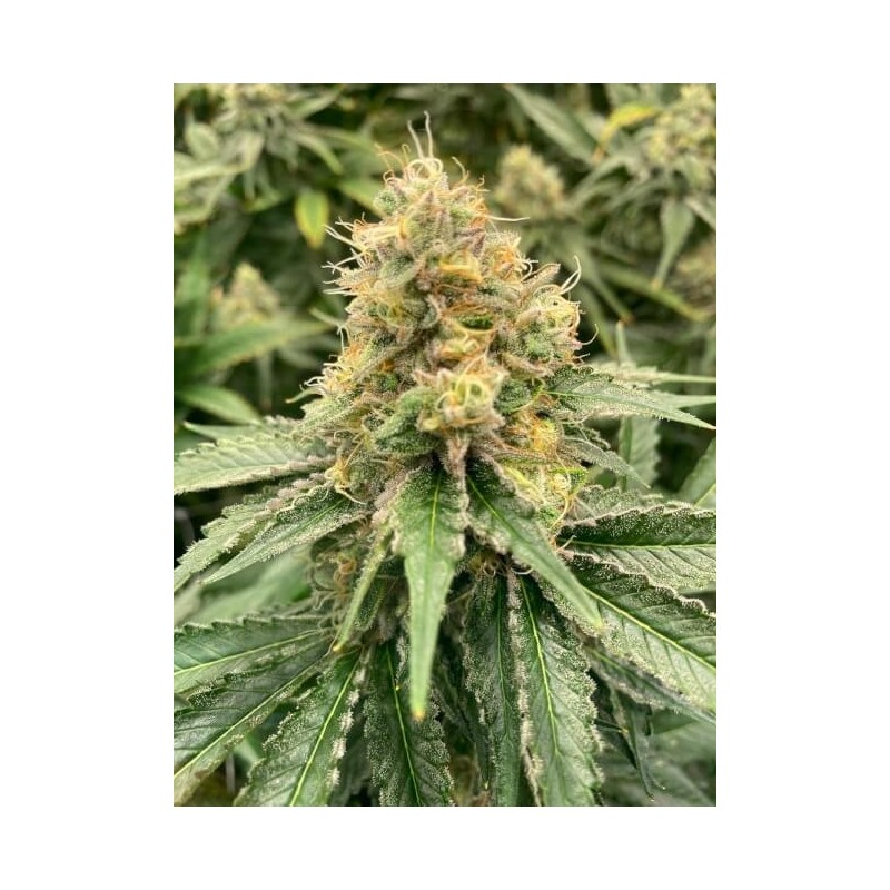 Strawberry Guava Autofiorente Femminizzata - Mosca Seeds