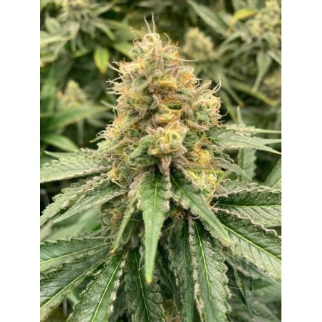 Strawberry Guava Autofiorente Femminizzata - Mosca Seeds