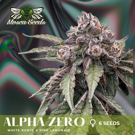 Alpha Zero Femminizzata - Mosca Seeds
