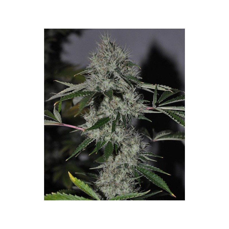 Chem 4 OG Regolare - Cali Connection