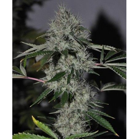Chem 4 OG Regolare - Cali Connection